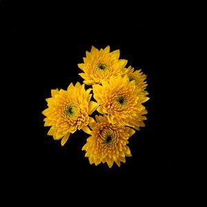 Meet your Posher, Summer